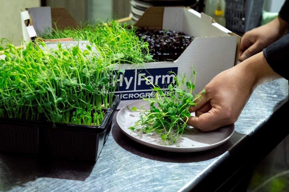 Microplantas listas para usar