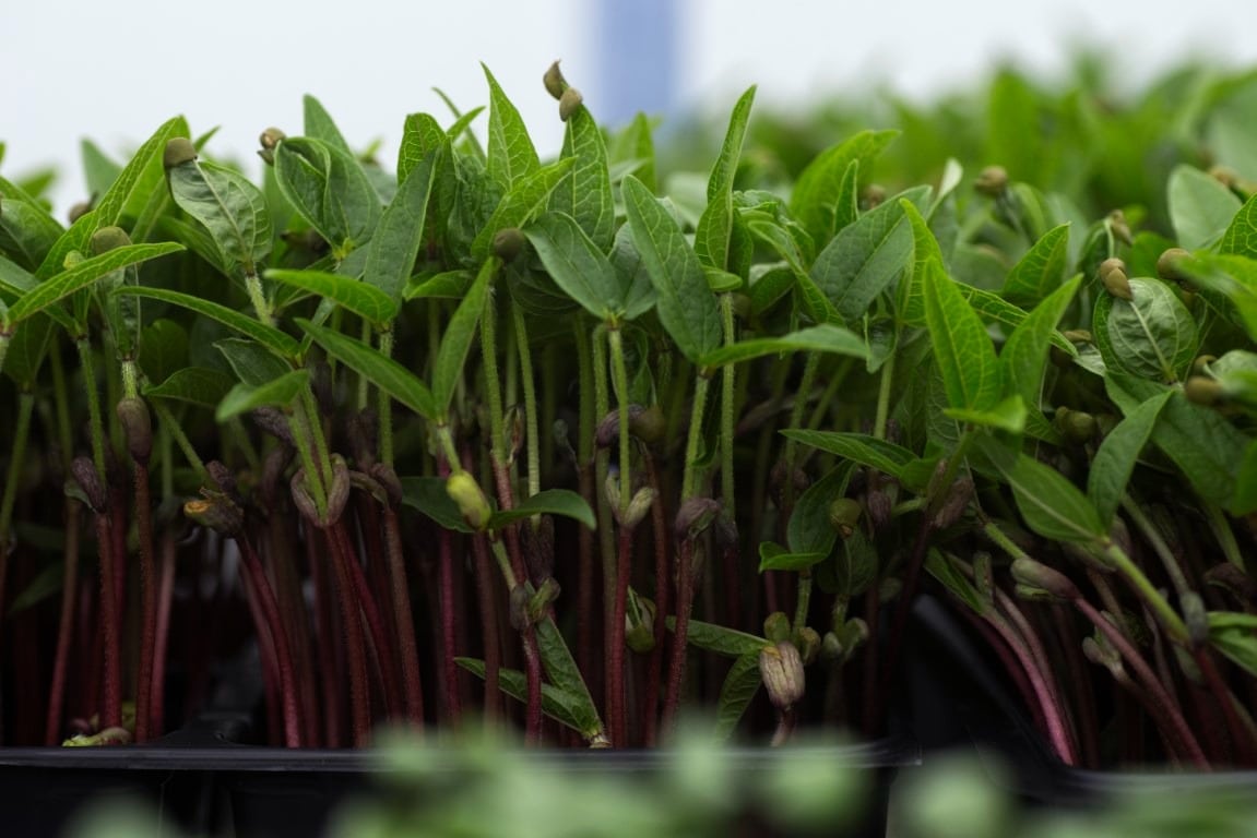 Variedad de microplantas y especialidades culinarias frescas